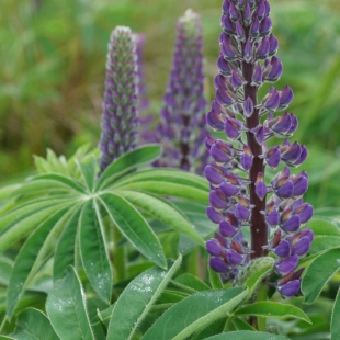 Lupinus polyphyllus